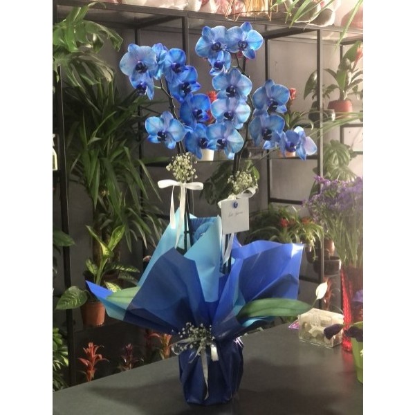 Blue Orchid Çift Dal Mavi Orkide